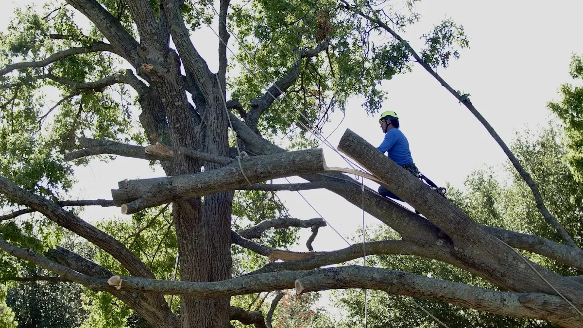 Professional Hazardous Tree Removal performed by certified arborists in White